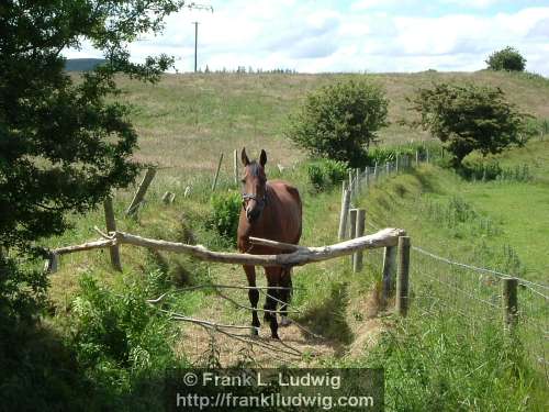 Horses